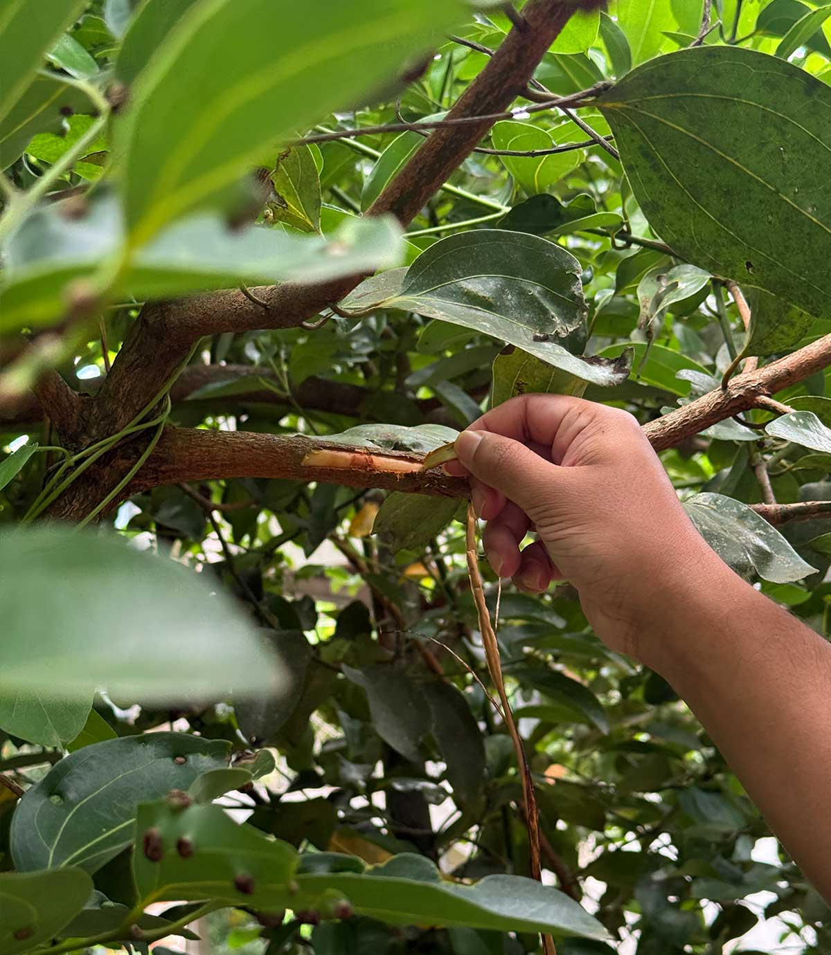 Ceylon cinnamon at Leisure Land, Galle