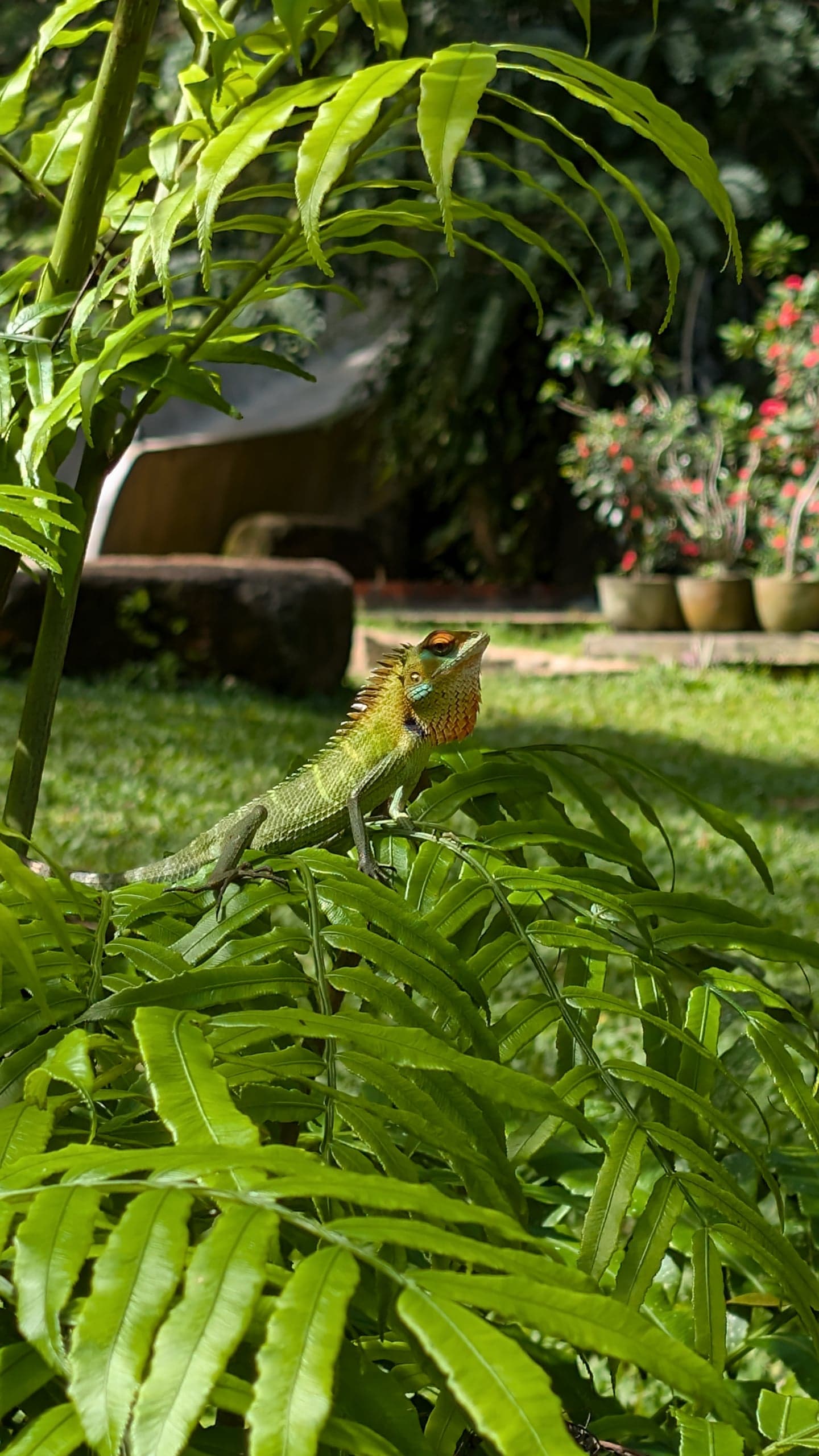 A garden lizard, spotted on the grounds at Leisure Land, Galle