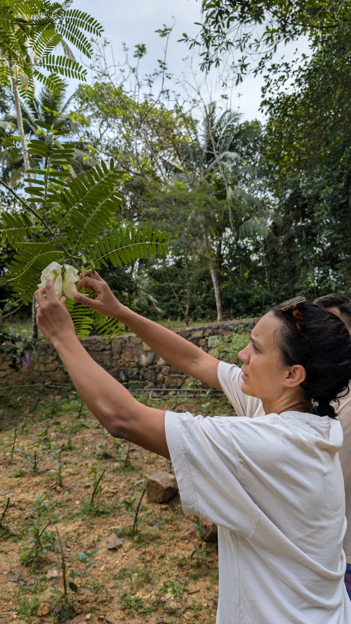 Starfruit, picked straight from the tree at Leisure Land, Galle