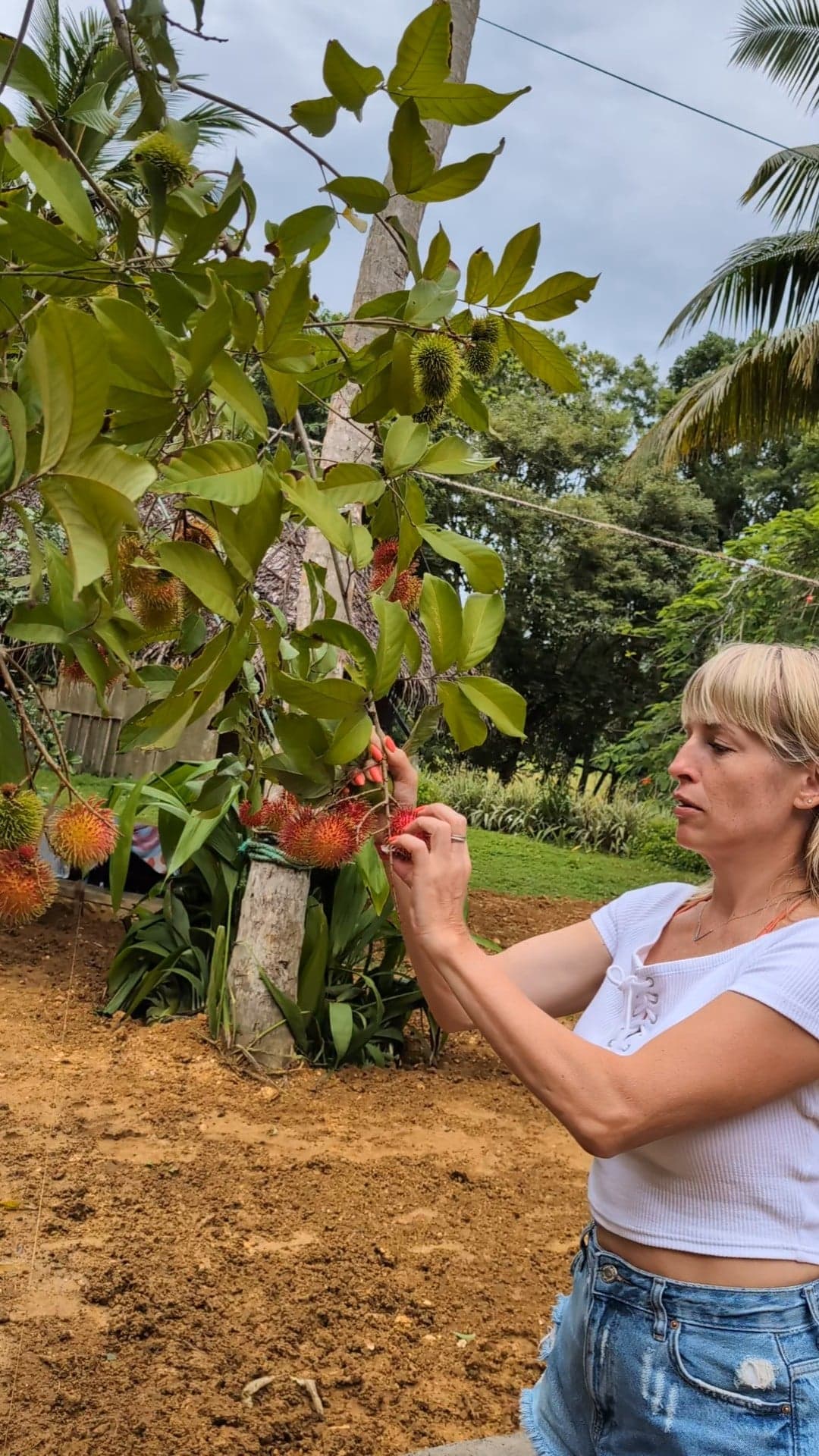 Picking rambutan by hand at Leisure Land, Galle
